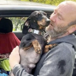 Man Living in His Car Faces Heartbreaking Choice: His Beloved Dogs or a Permanent Home